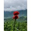 Tohum/Katmerli Haşhaş Çiçeği ( Gelincik)
