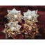 coffee  gold star