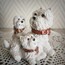Westie Family Biblo