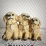 Golden Puppies Biblo