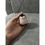 Minik Penguen