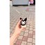 Kuromi Bebek