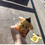 Purun puppy