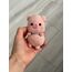 Domuzcuk
