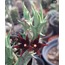 Orbea semitubiflora 