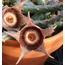 Orbea hardyi