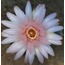 Gymnocalycium horstii