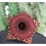 Huernia angolensis 