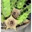 Huernia bolenea 