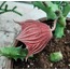 Huernia macrocarpa