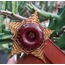 Huernia zebrina 
