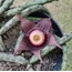 Orbea hardyi