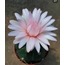 Gymnocalycium horstii