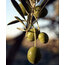 Yeni Mahsül Karips zeytin yağı