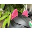 Pembe Kedi 