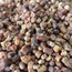 Perga (Arı Ekmeği) 100 Gr