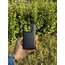 iPhone Casetify Buff Seri Kılıf