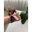 AppleWatch cırt cırtlı kırmızılı kordon