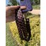 Louis Vuitton Marka Telefon Askılık