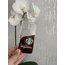 iPhone Starbucks Model Kılıf