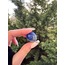 Tamburlanmış Lapis Lazuli