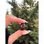 Tamburlanmış Lal/Garnet Taşı