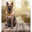 KirliPatiler Kedi ve Köpek Epoksi Madalyon Künye İsimlik Karekodlu