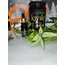  MEŞE BALI  +  20 cc  SIVI PROPOLİS 