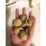 DAĞ İNCİRİ(KÜÇÜK BOY) (1KG)