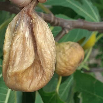 JUMBO ELİT  BOY KURU İNCİR(5 KG) 