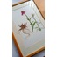 Echinacea purpurea - Fine Art Koleksiyonu (Edisyonlu & İmzalı)