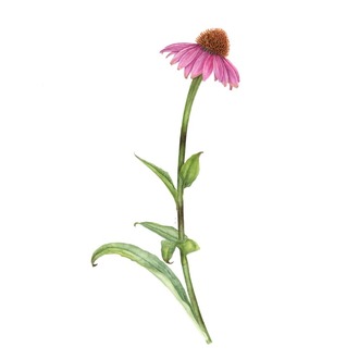 Echinacea purpurea - Mini Sanat Serisi (A5)