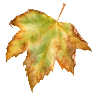 Platanus sp. - Mini Sanat Serisi (15x15)