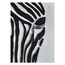 Kabartma Zebra Tablo DS 114