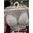 CANSOY KABARTMALI DOLGUSUZ BRALET İKİLİ TAKIM