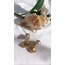 MoonlLightPearl Küpe / Earring