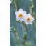 Narcissus pearl earing / Narcissus inci küpe