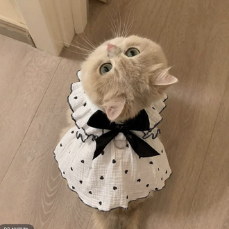 Pet elbisesi 