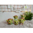 Shrek, Fiona ve Bebekler Tarif (PDF)