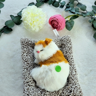 Sesli Uyuyan Kedi