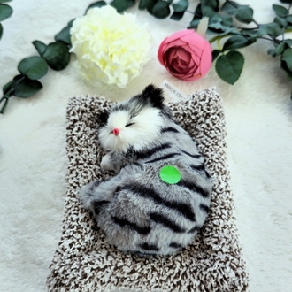 Sesli Uyuyan Kedi