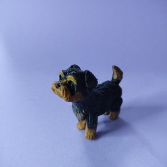 Yorkie the Yorkshire terrier