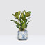 Ficus Elastica Robusta- Kauçuk Bitkisi 2 Gövdeli 