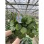 Peperomia (Zümrüt Dalgası) 20cm 