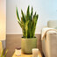Sansevieria – Paşa Kılıcı Bitkisi (80-100cm)