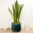 Sansevieria – Paşa Kılıcı Bitkisi (80-100cm)