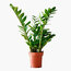 Zamia Zamioculcas (Zeze Çiçeği) 75cm