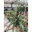 Ananas Plant (Ananas) 35Cm