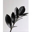 Zamioculcas Black Raven 40-50cm