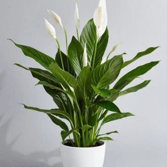 Barış Çiçeği (Spathiphyllum)